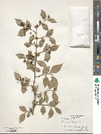 Styrax americanus image