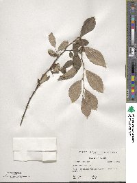 Styrax americanus image