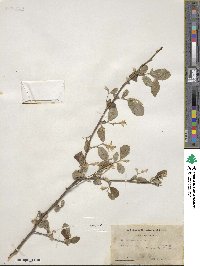 Styrax americanus image