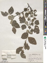 Styrax americanus image