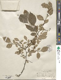 Styrax americanus image