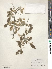 Styrax americanus image