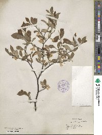 Styrax americanus image