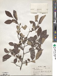 Styrax americanus image