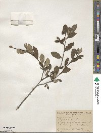 Styrax americanus image