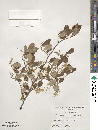 Styrax americanus image