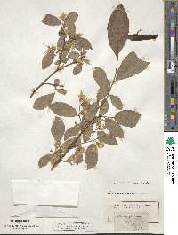 Styrax americanus image