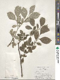 Styrax americanus image