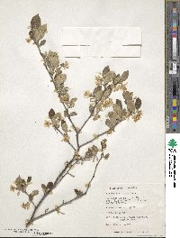 Styrax americanus image