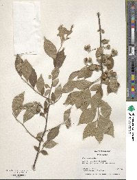 Styrax americanus image