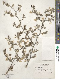 Styrax americanus image