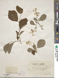 Styrax americanus image