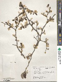 Styrax americanus image