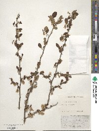 Styrax americanus image