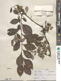 Styrax americanus image