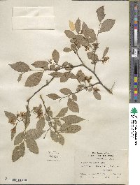 Styrax americanus image