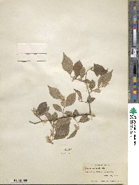 Styrax americanus image