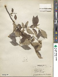 Styrax americanus image