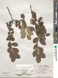 Styrax americanus image