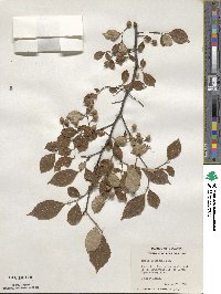 Styrax americanus image