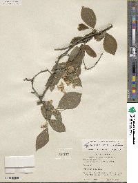 Styrax americanus image