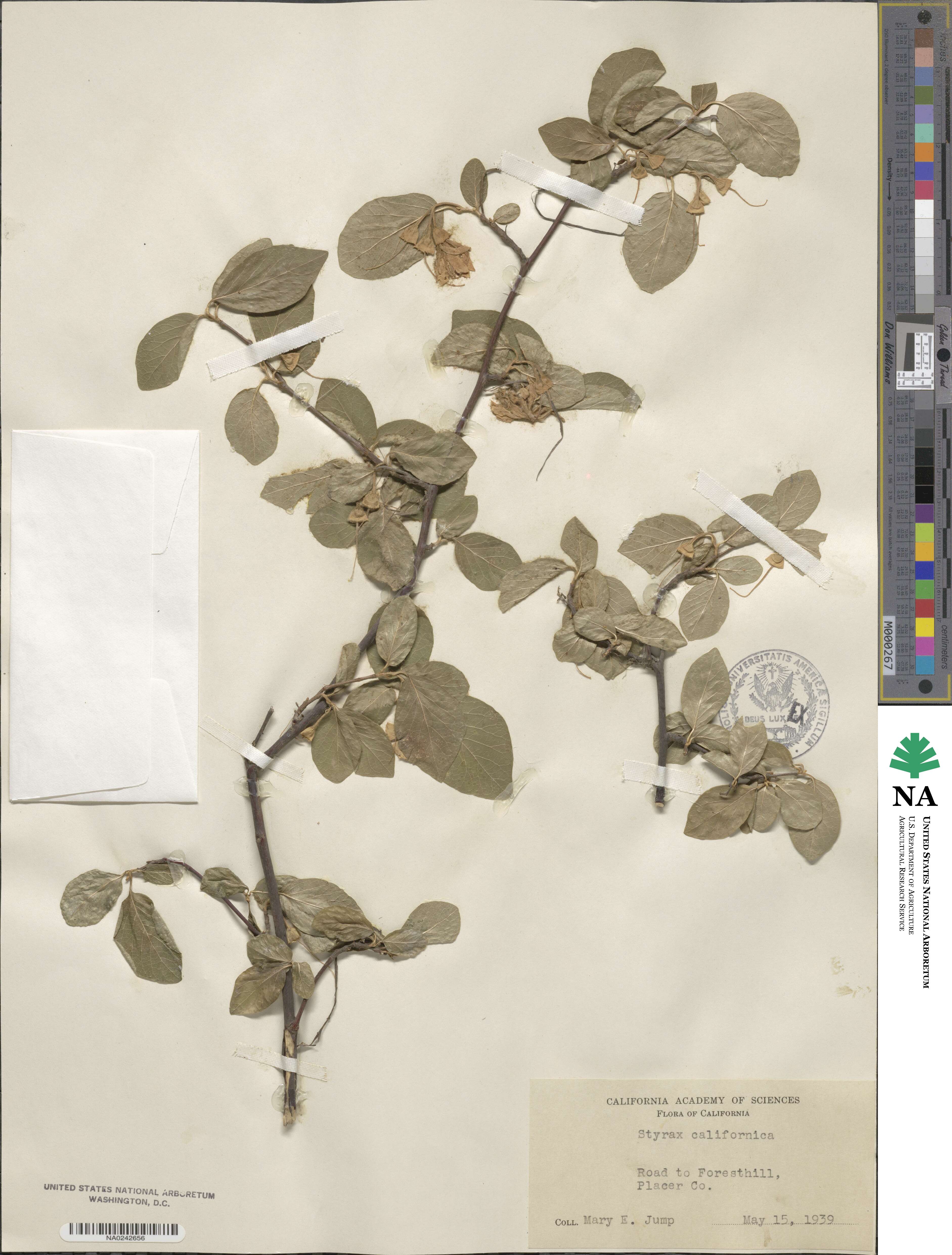Styrax redivivus image