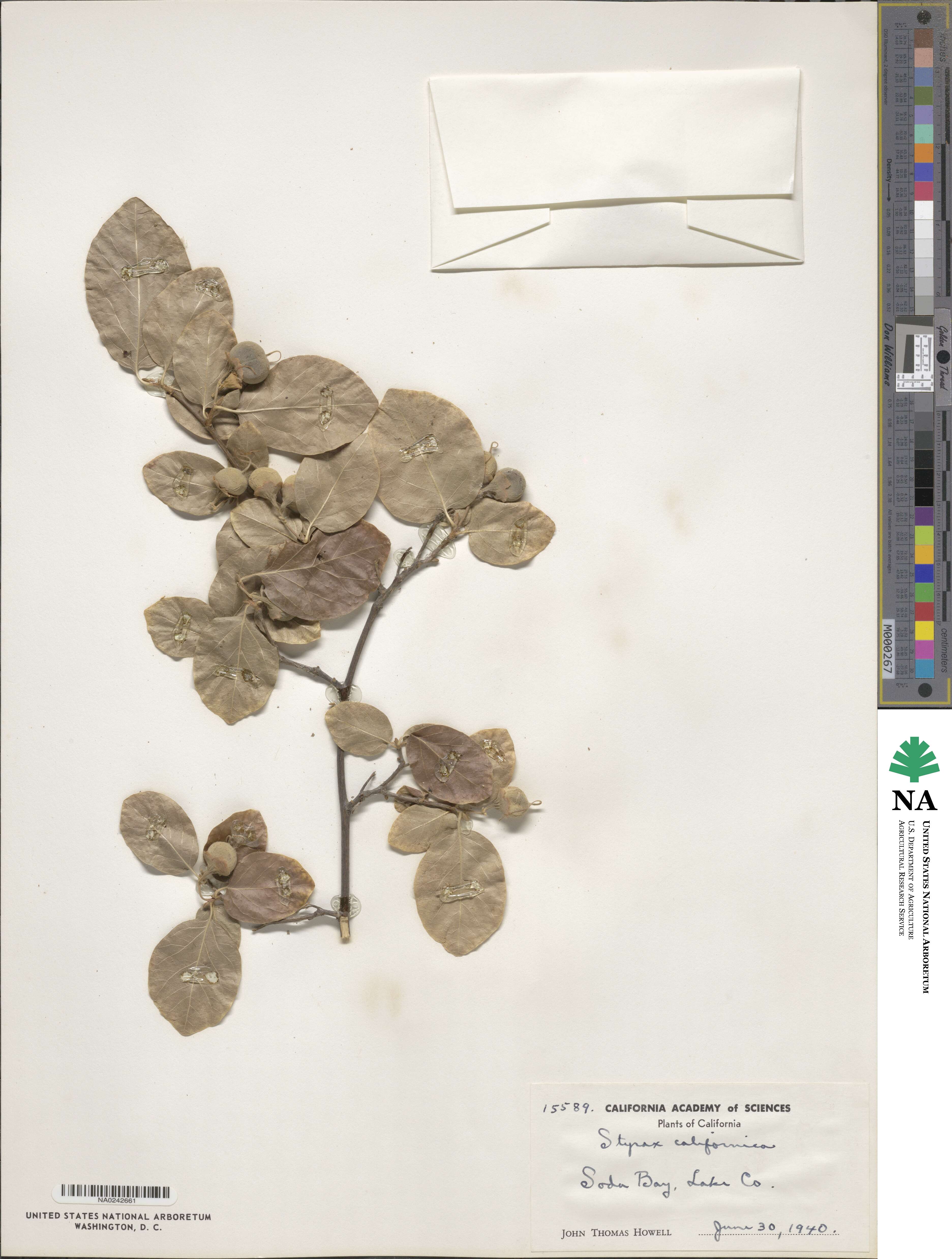 Styrax redivivus image