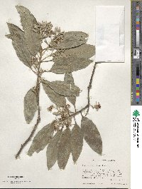 Styrax argenteus image