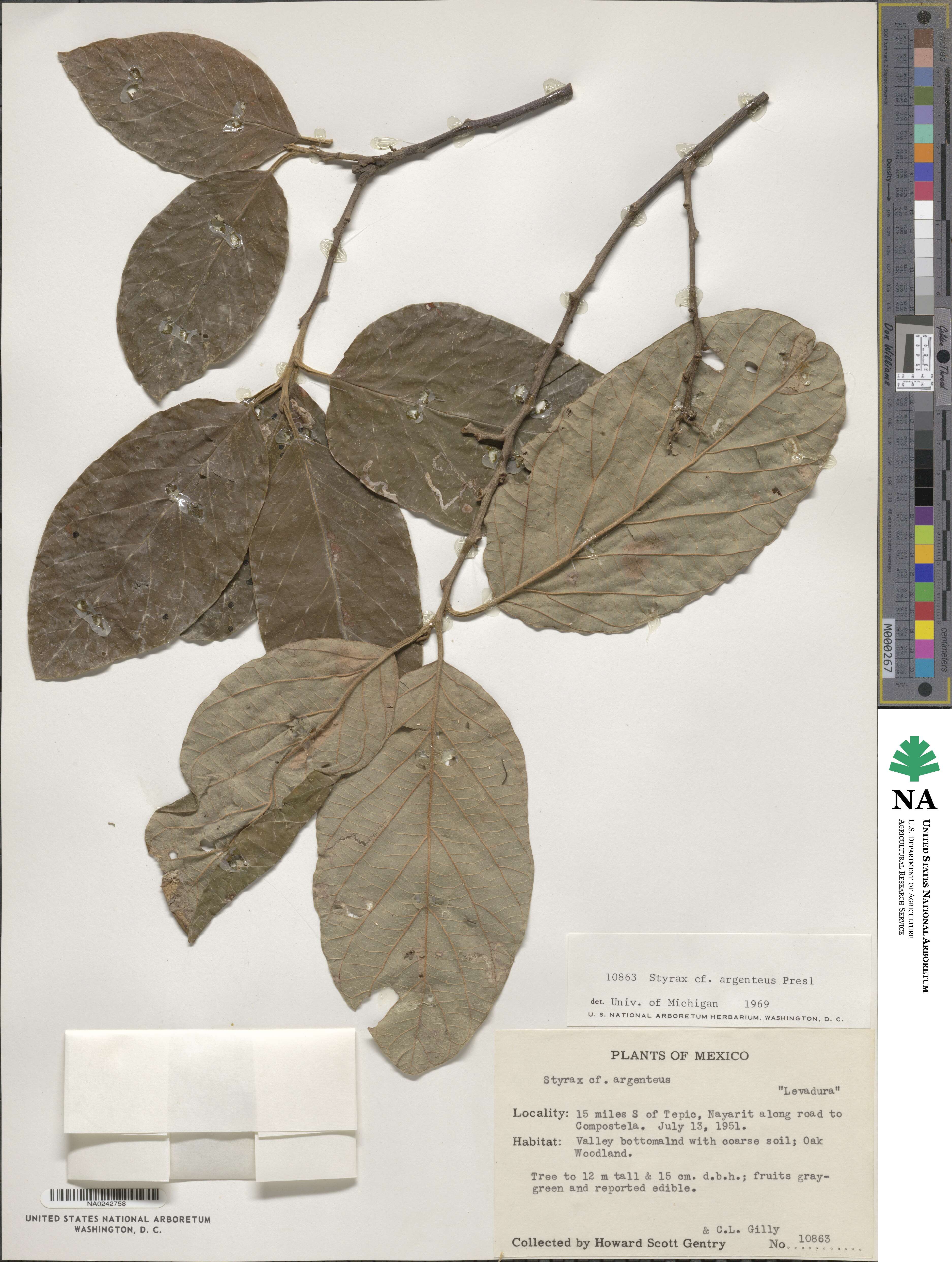 Styrax argenteus image