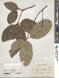 Styrax argenteus image