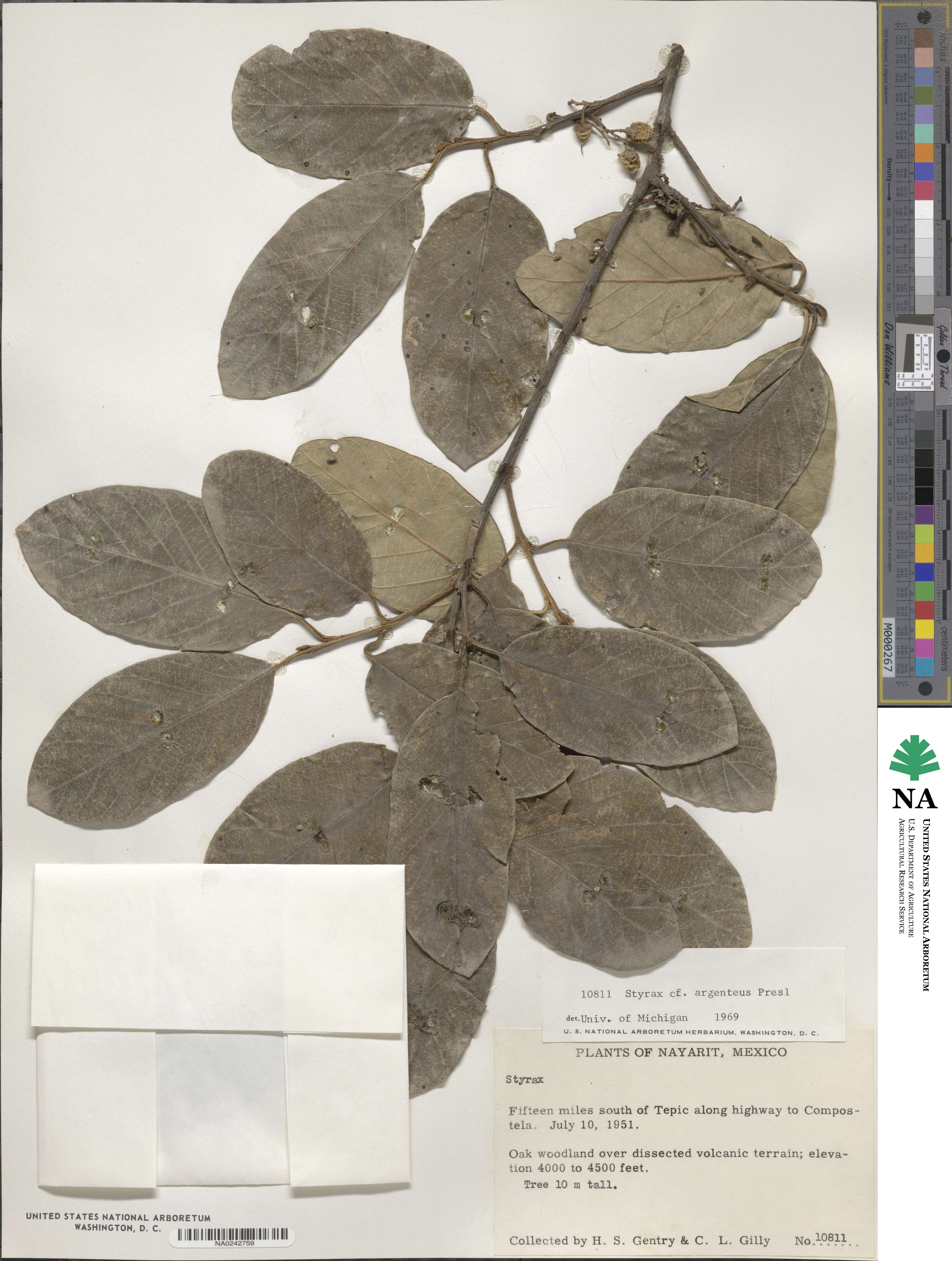 Styrax argenteus image