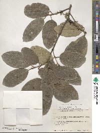 Styrax argenteus image