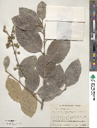 Styrax argenteus image