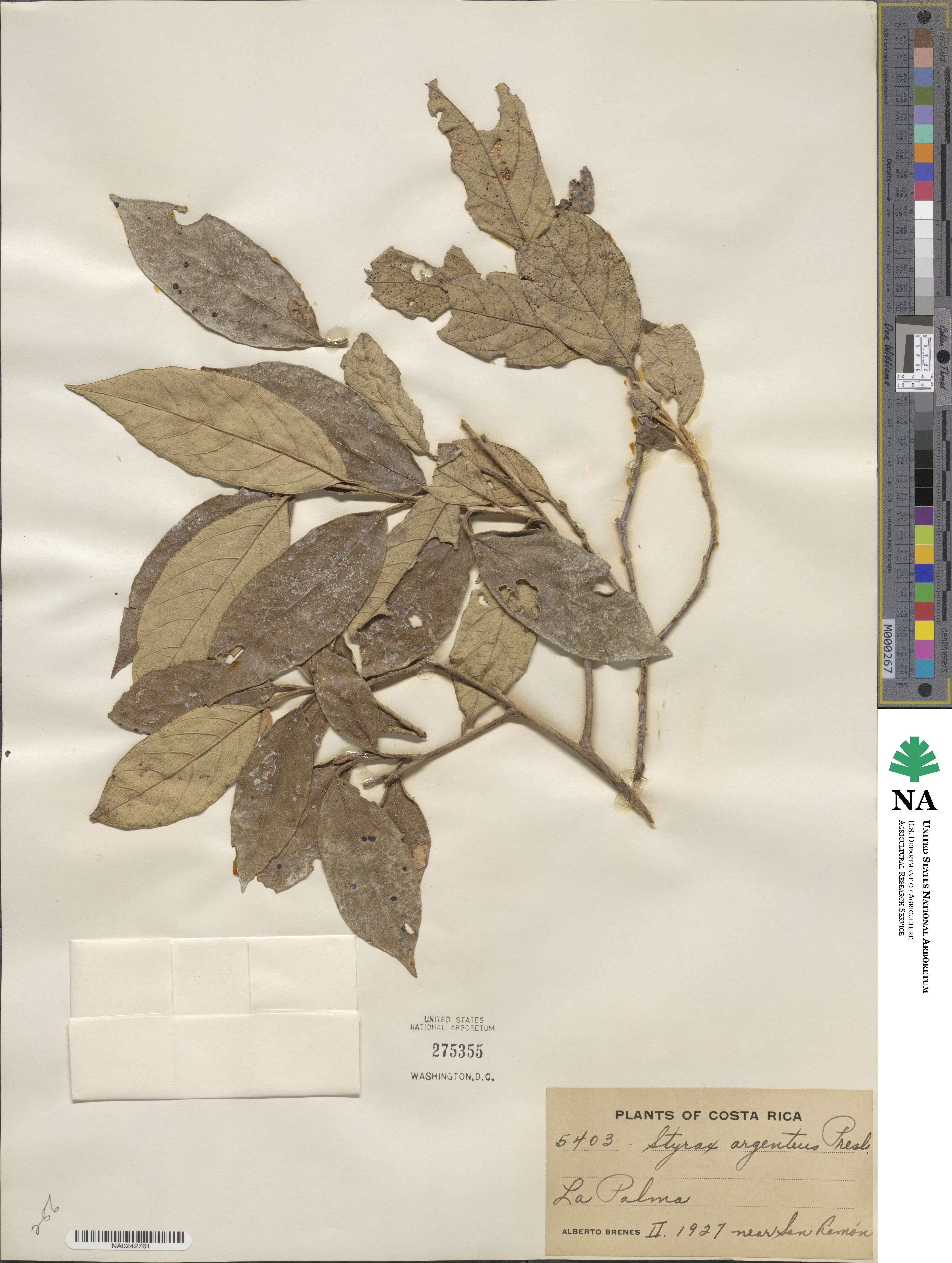 Styrax argenteus image