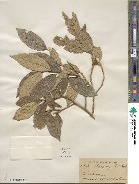 Styrax argenteus image