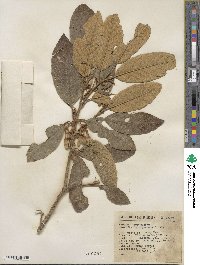 Styrax argenteus image