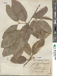 Styrax argenteus image