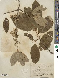 Styrax argenteus image