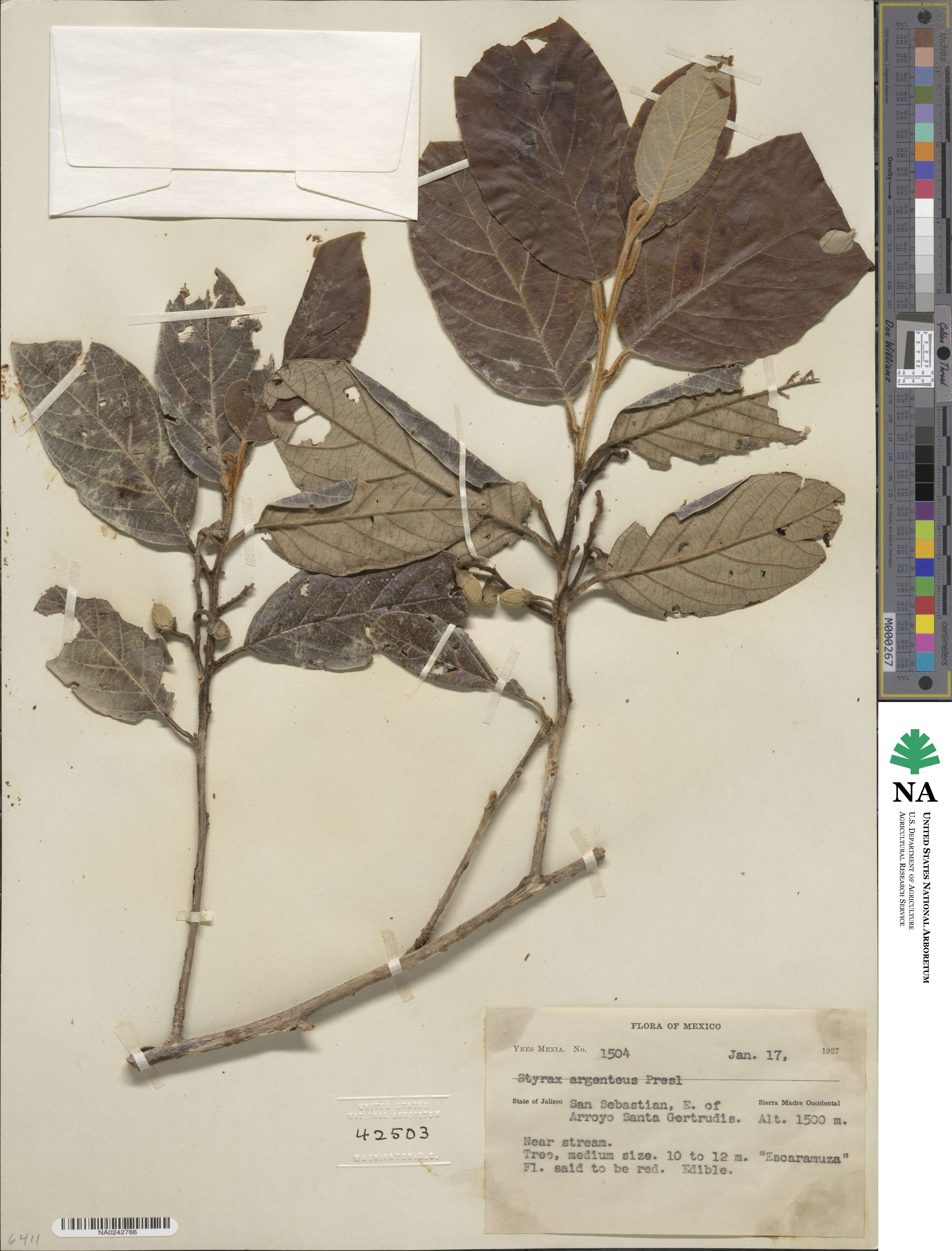 Styrax argenteus image
