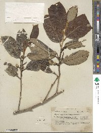 Styrax argenteus image