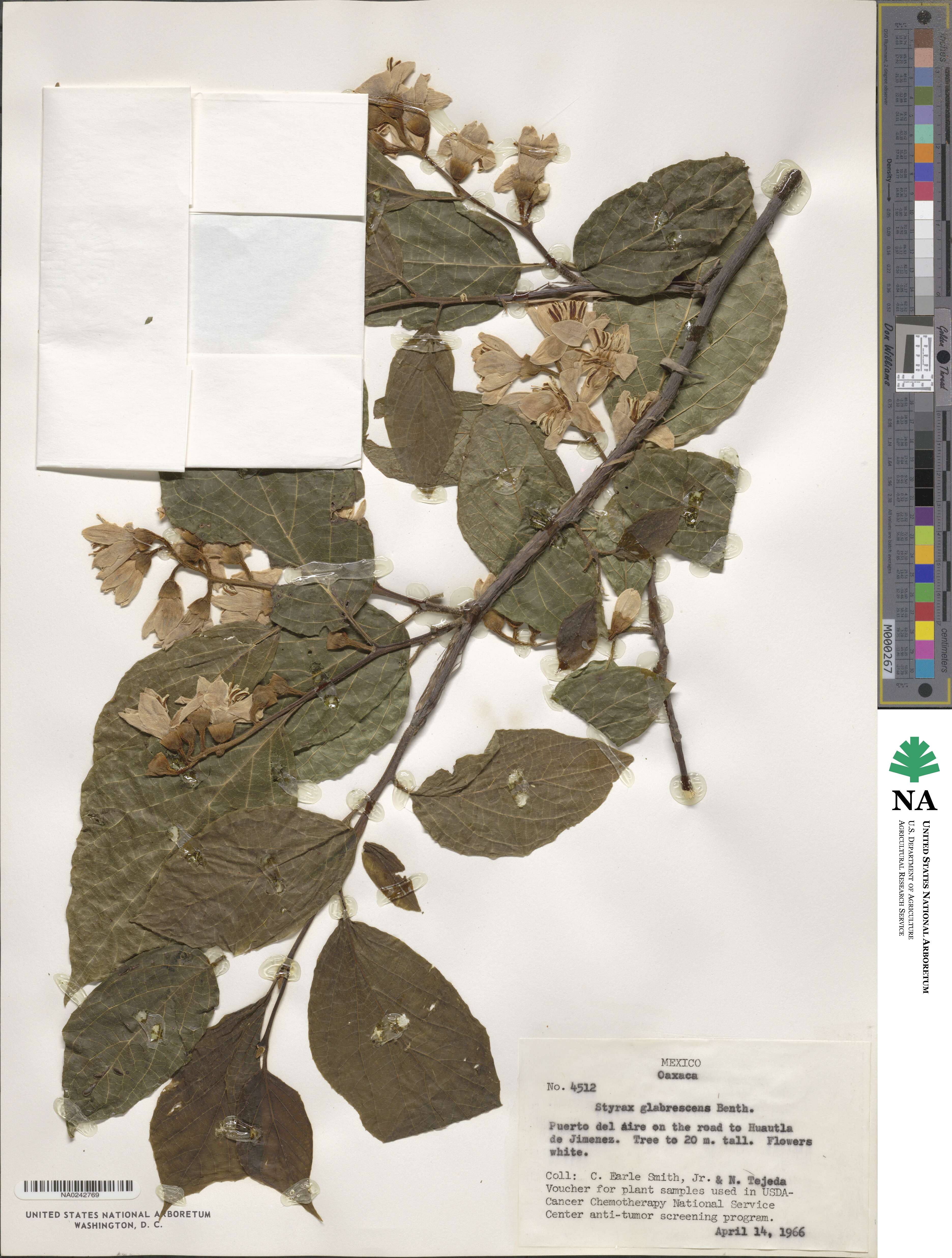 Styrax glabrescens image