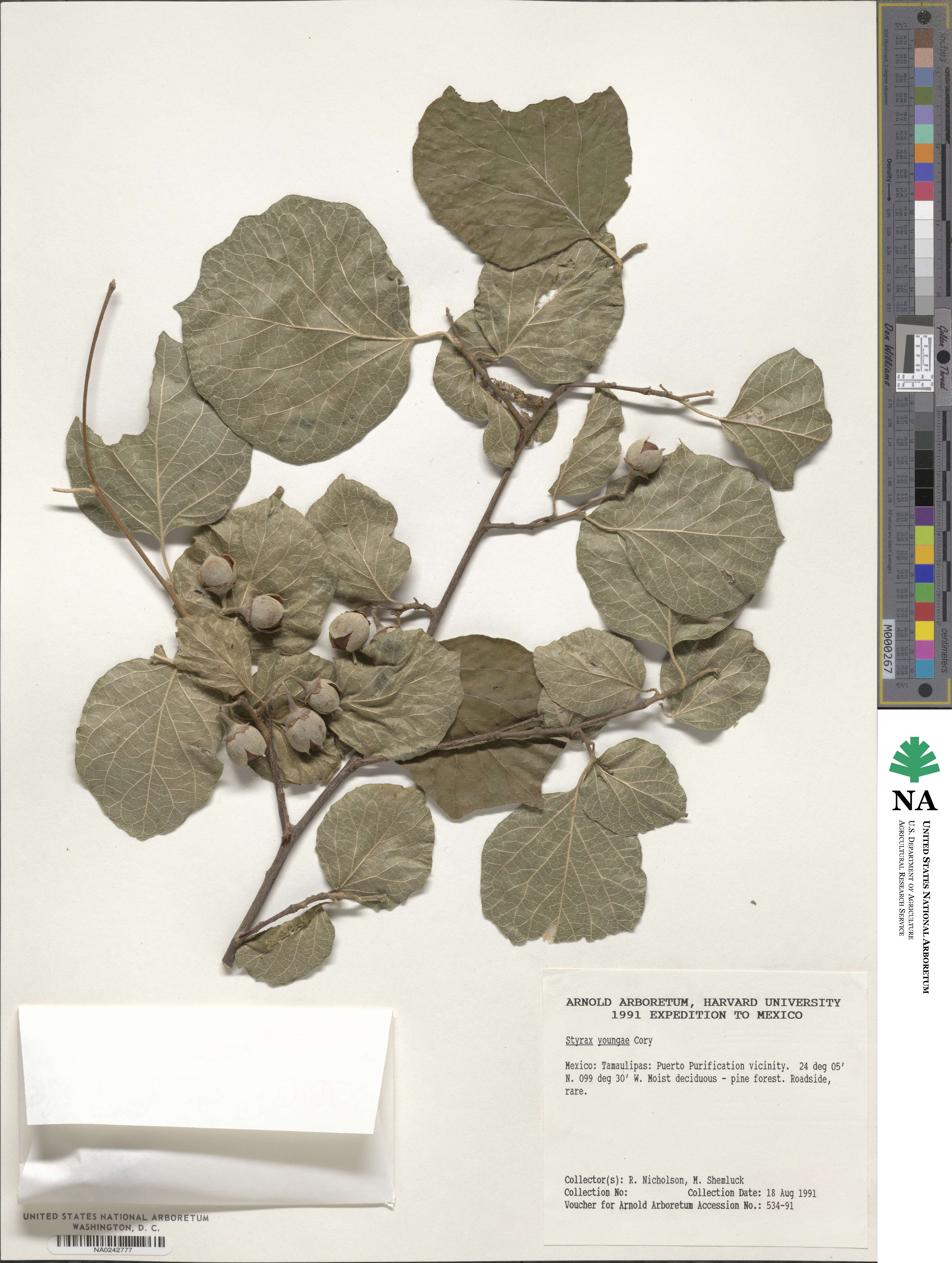 Styrax platanifolius subsp. youngiae image