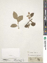 Styrax grandifolium image