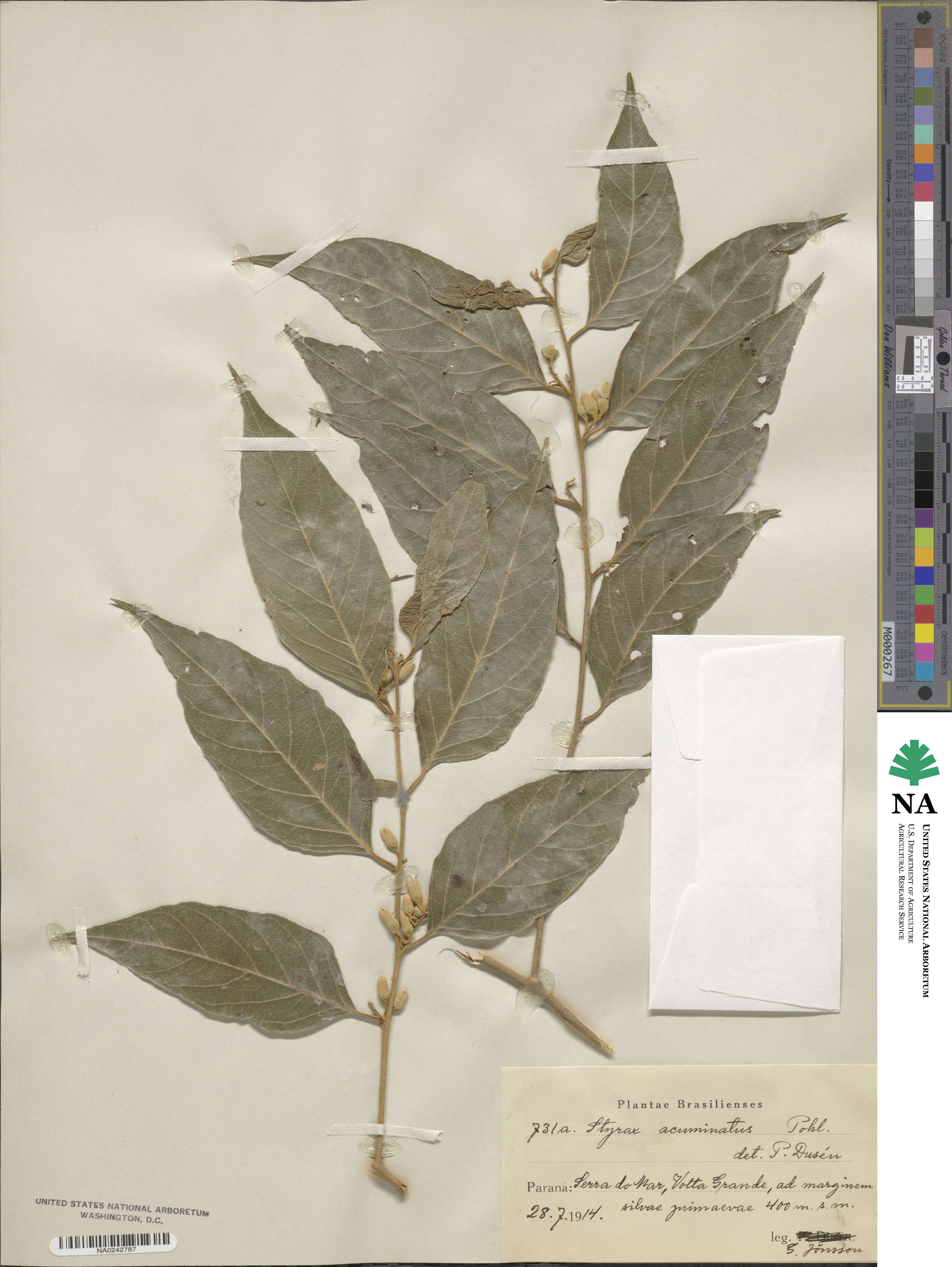 Styrax acuminatus image