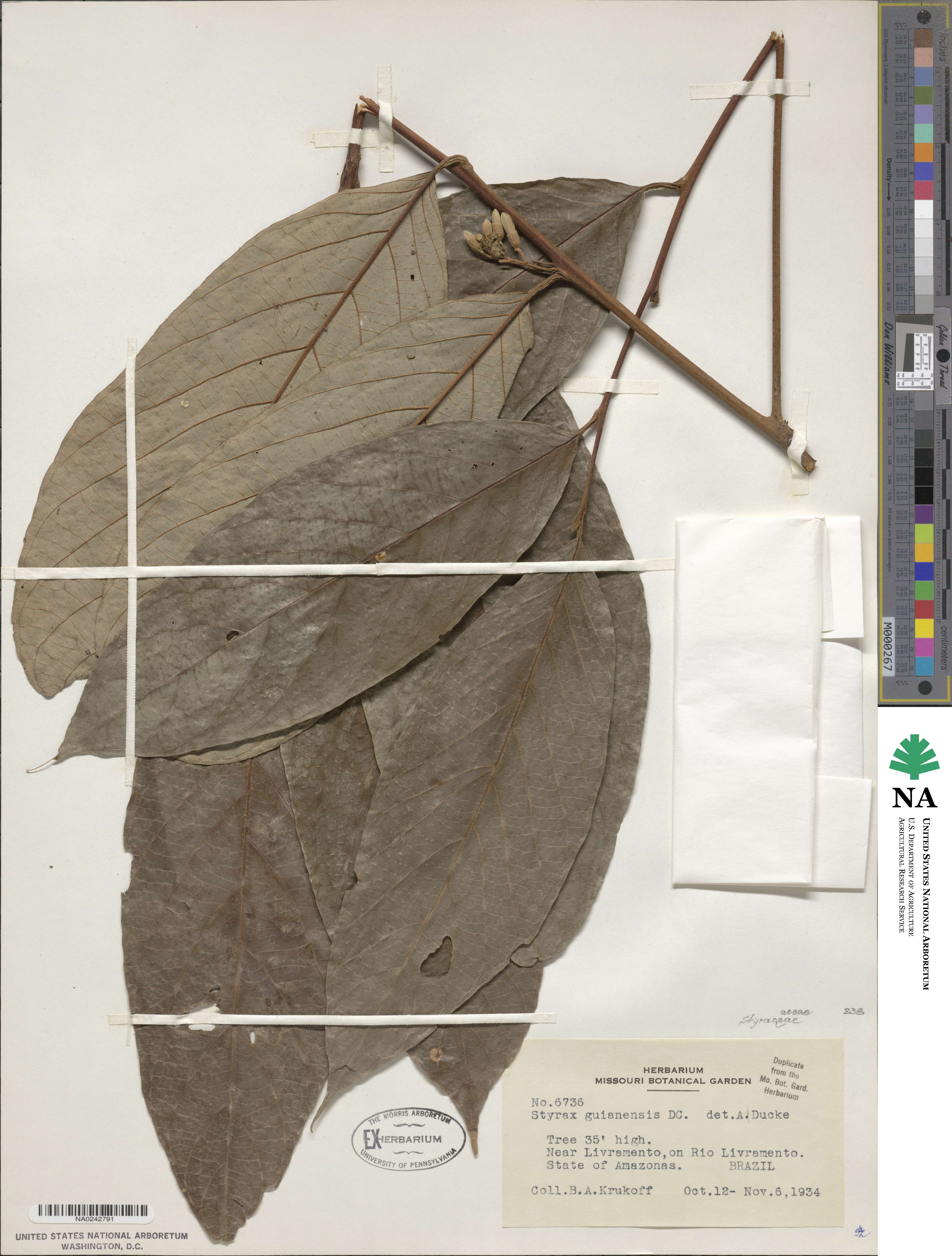 Styrax guianensis image