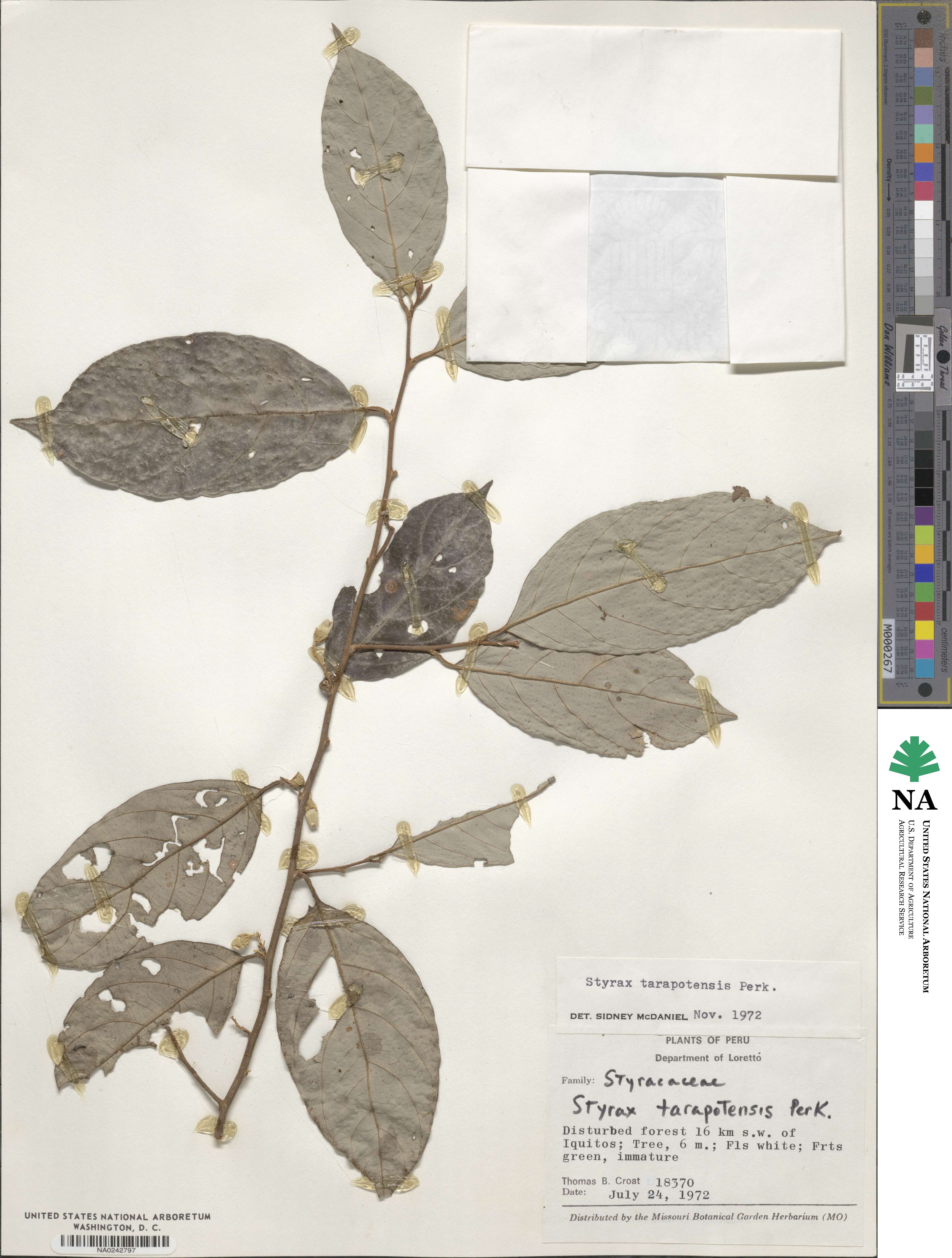 Styrax oblongus image