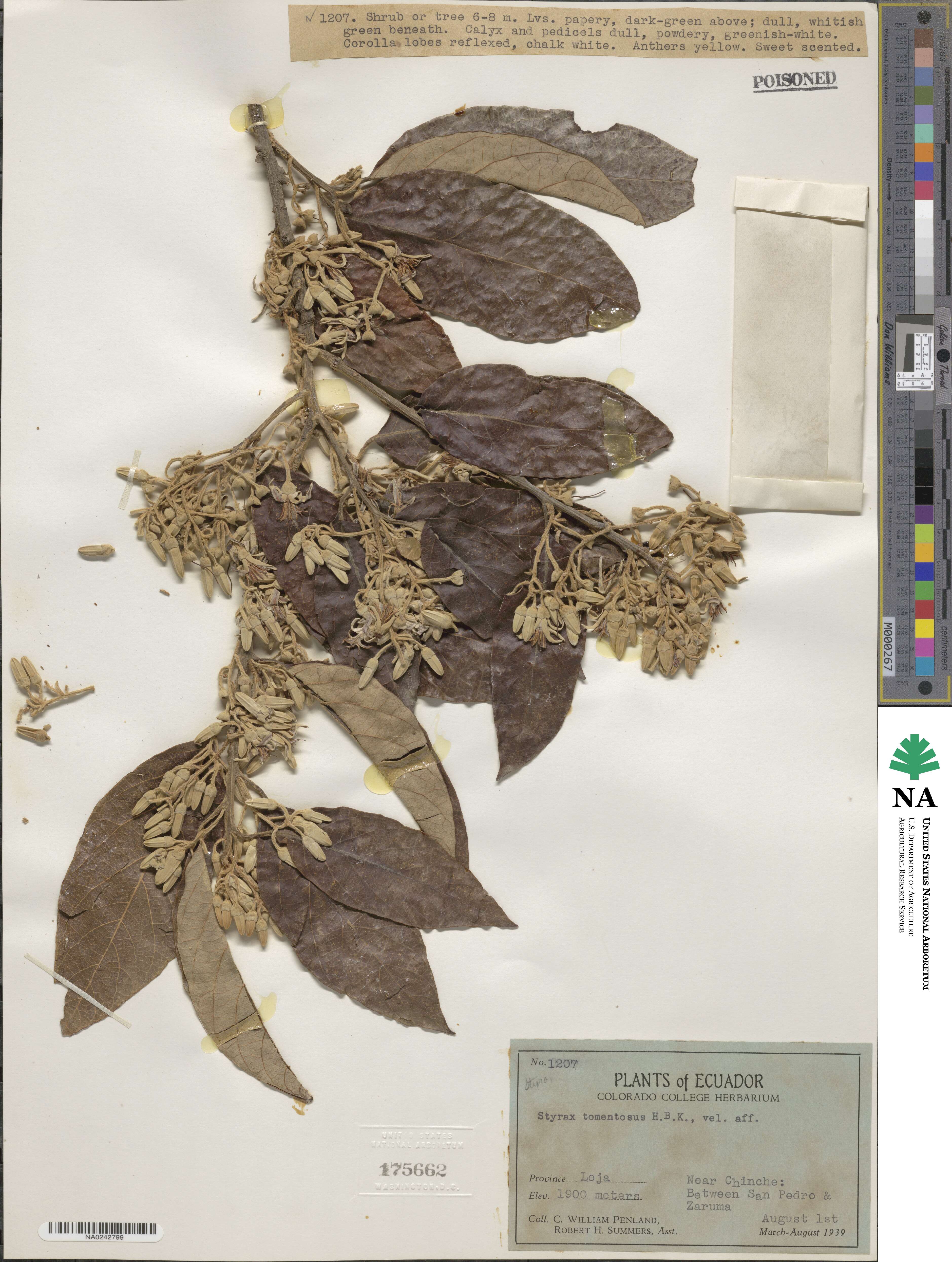 Styrax tomentosus image