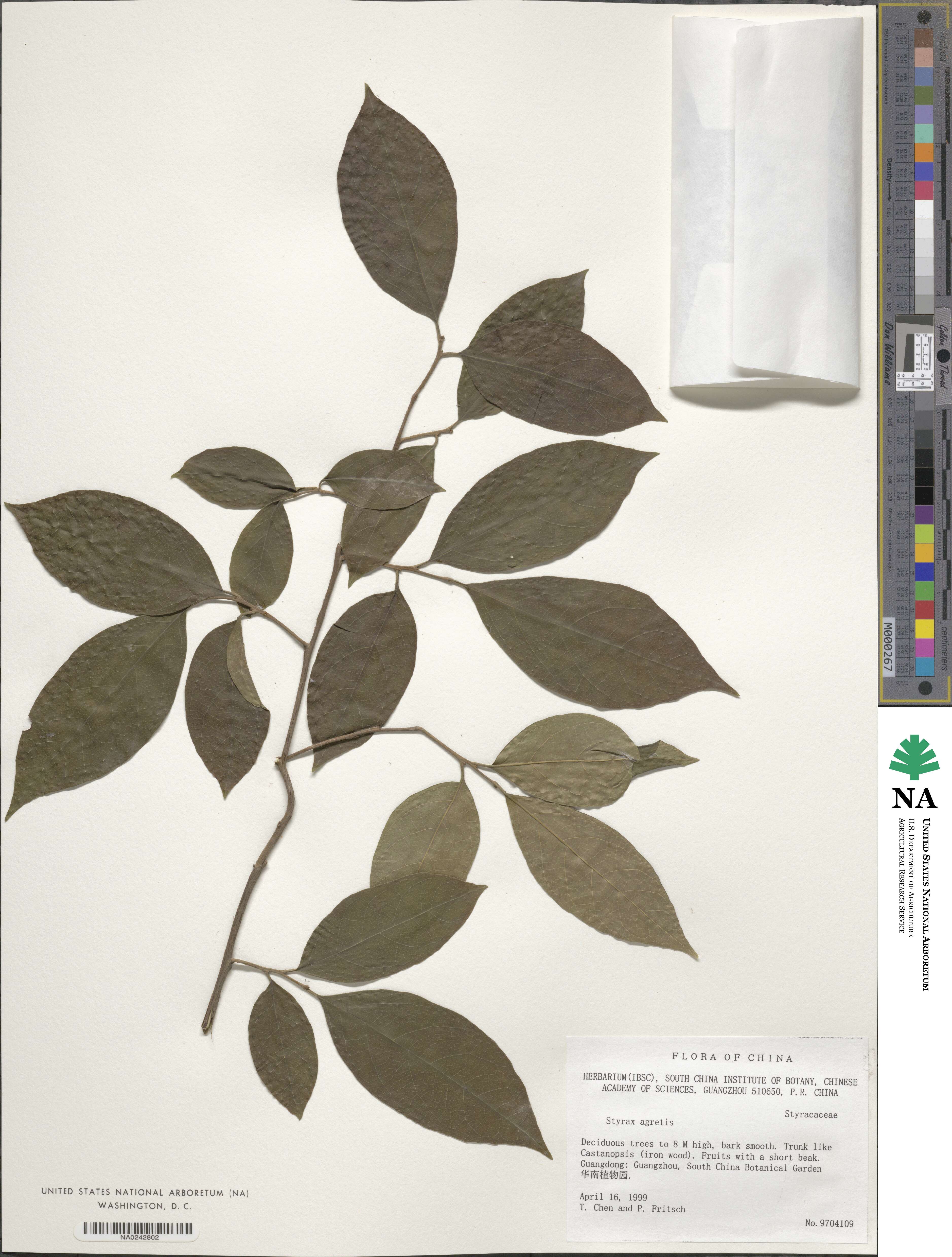 Styrax agrestis image