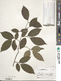 Image of Styrax agrestis