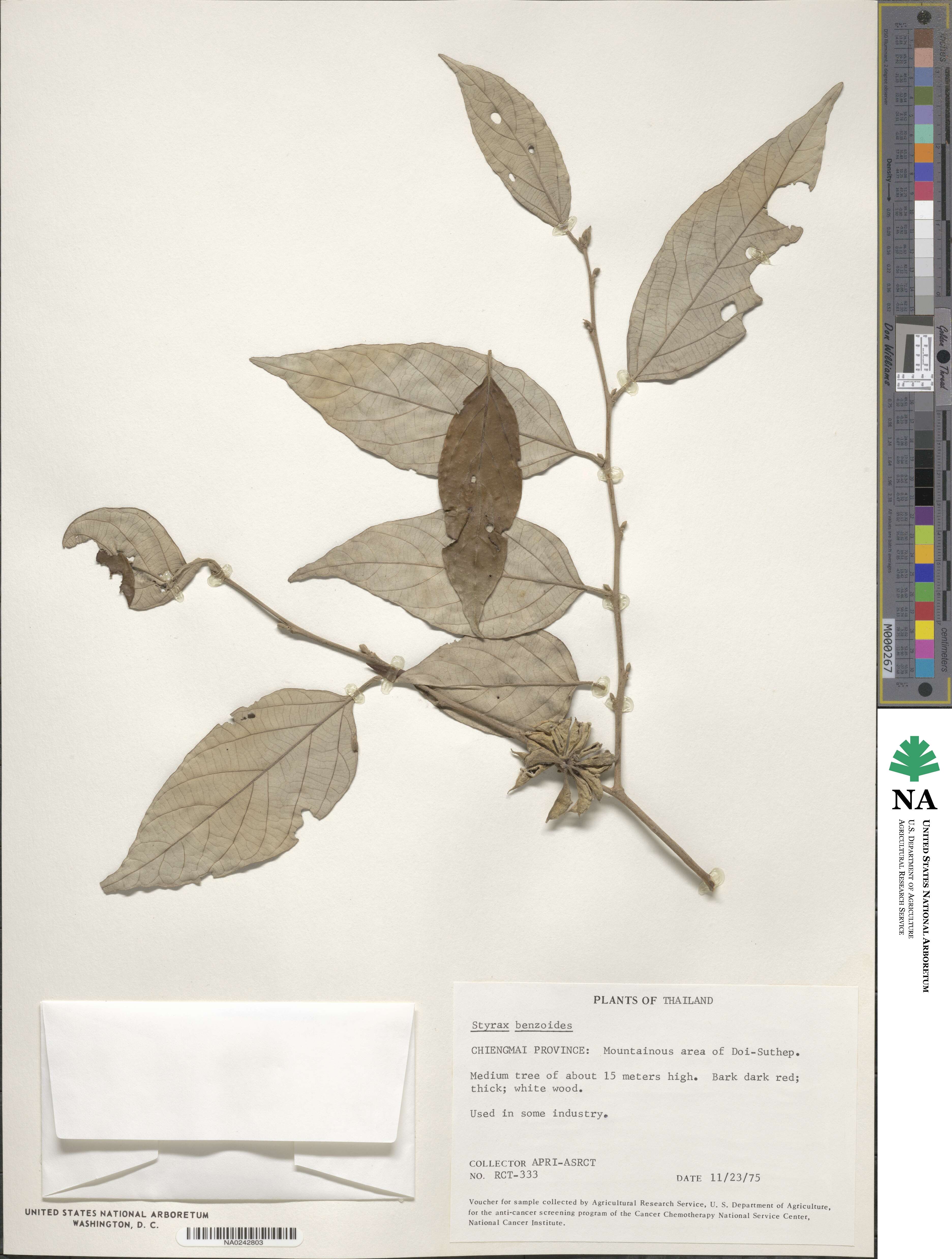 Styrax benzoides image